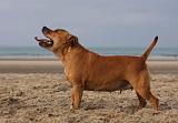 STAFFIE 350